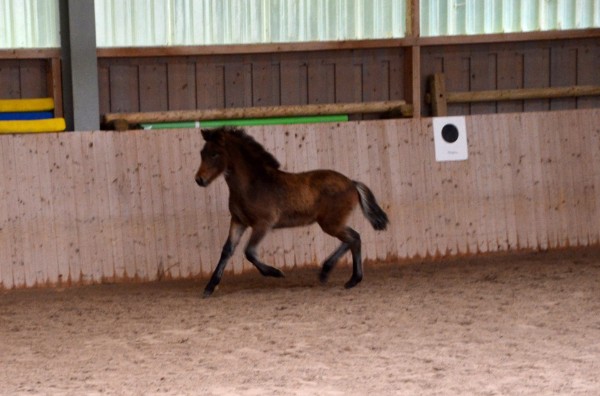 Nachzucht 2014 Menja vom Berghof