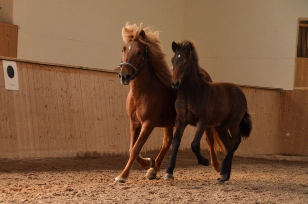 Nachzucht 2016 Spilandi vom Berghof